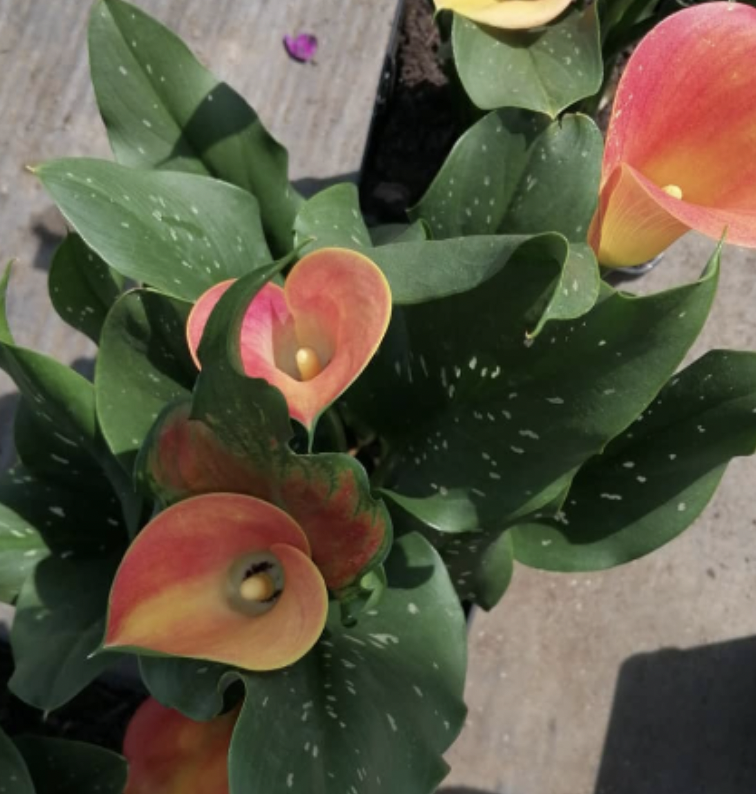 Captura de pantalla 2024 08 21 a las 12.35.34 p. m